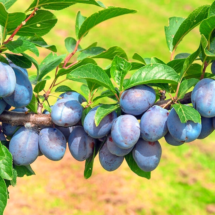 SADZONKI DRZEWKA OWOCOWE ŚLIWA WĘGIERKA DĄBROWICKA STARA POLSKA