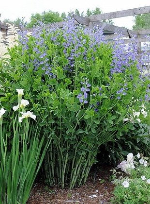 Baptysja Błękitna Bylina DŁUGOWIECZNA Mrozoodporna -35 Stopni Sadzonka