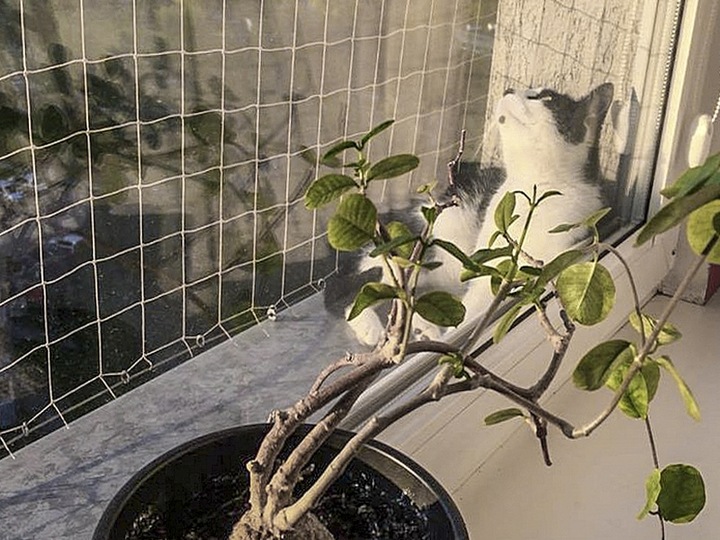 ZESTAW SIATKA NA BALKON DLA KOTA 8x3 BEZ WIERCENIA MARKA 'BEZPIECZNE KOTY'