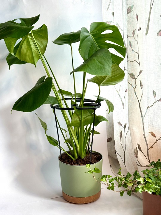 Podpora Roślin Kwiatów Obejma Pierścieniowa Podpórka RING MONSTERA L