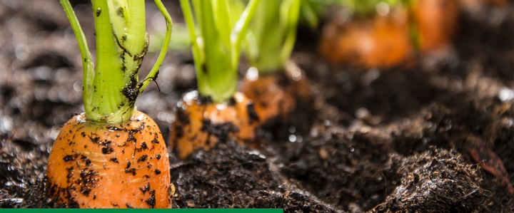 AMISTAR 250 SC 200ml 0,2L grzybobójczy