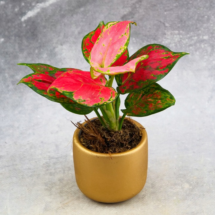 AGLAONEMA Pinky Promise DØ6cm Łatwa w uprawie. Idealna na prezent