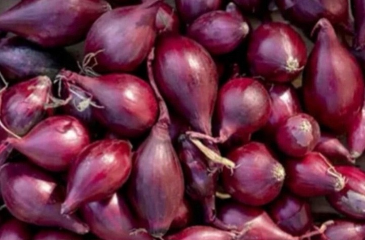 ZESTAW Cebula dymka zimująca 750g i Czosnek zimowy Harnaś 10 główek