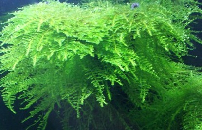 Zestaw roślin łatwych w uprawie 3 plany + GRATIS