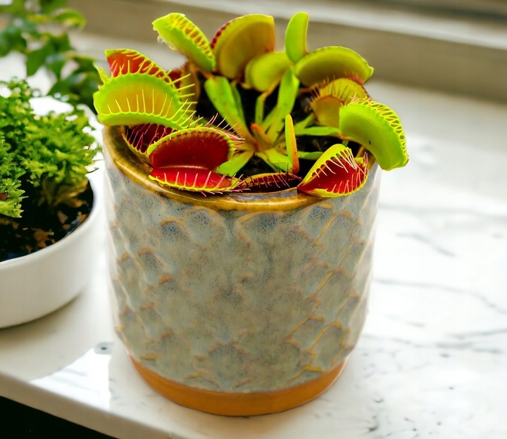 Muchołówka Dionaea Muscipula RED DRAGON OWADOŻERNA Zimoodporne