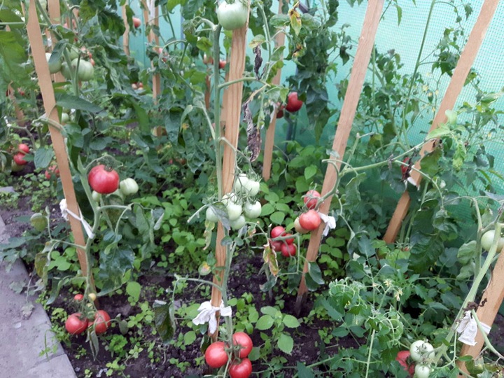 FOLIA TUNELOWA NA TUNEL FOLIOWY SZKLARNIE FOLIAK NAMIOT OGRODOWY UV 2x3,5