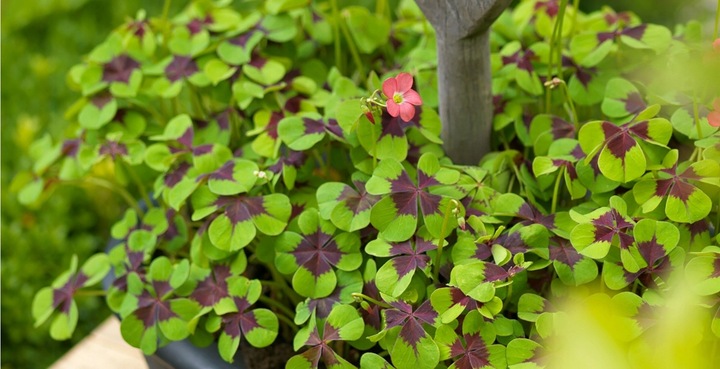 NARCYZ cebulki MIX BOTANICZNY odporne i trwałe 100 szt. + GRATIS