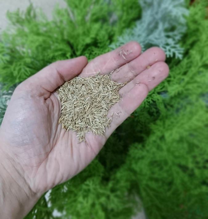 TRAWA K&M RENOWACYJNA 5kg CAŁOROCZNA SAMOZAGĘSZCZAJĄCA ważna 2027 rok