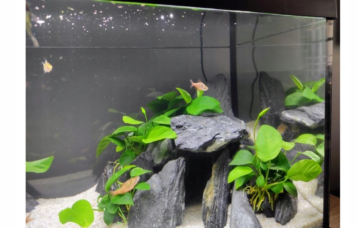 Aranżacja do Akwarium Łupek Drzewiasty Czarny 5kg