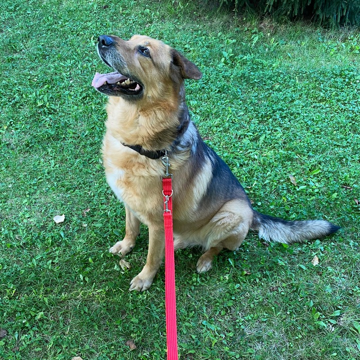 Smycz Treningowa Przepinana na 5 różnych długości. B. Mocna Szer.25 mm - 5m