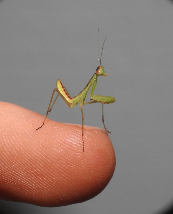 Hierodula z Papui Największa Modliszka