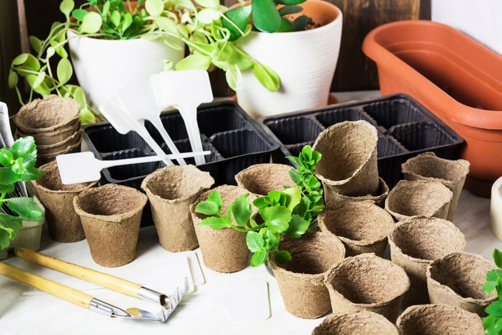 DONICZKA WIELODONICZKA DO SIEWU ROZSAD 60 szt TACA