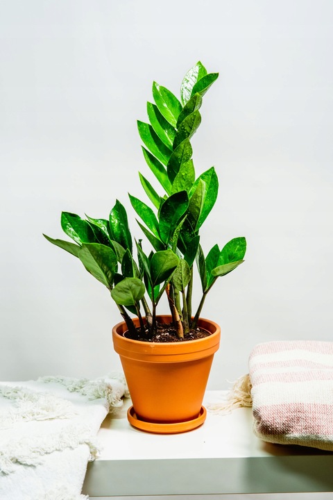 Zamiokulkas Zamiolistny ŻELAZNA ROŚLINA Zamia Ładna Duża Zdrowa