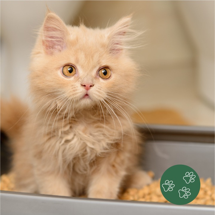 Żwirek dla kota królika chomika świnki Drewniany Jasny naturalny 15 kg