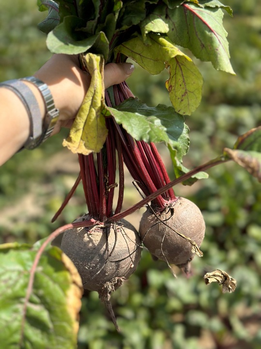 ZAKWAS Z BURAKA z czosnkiem i zielem angielskim 100% tłoczony 3L NFC