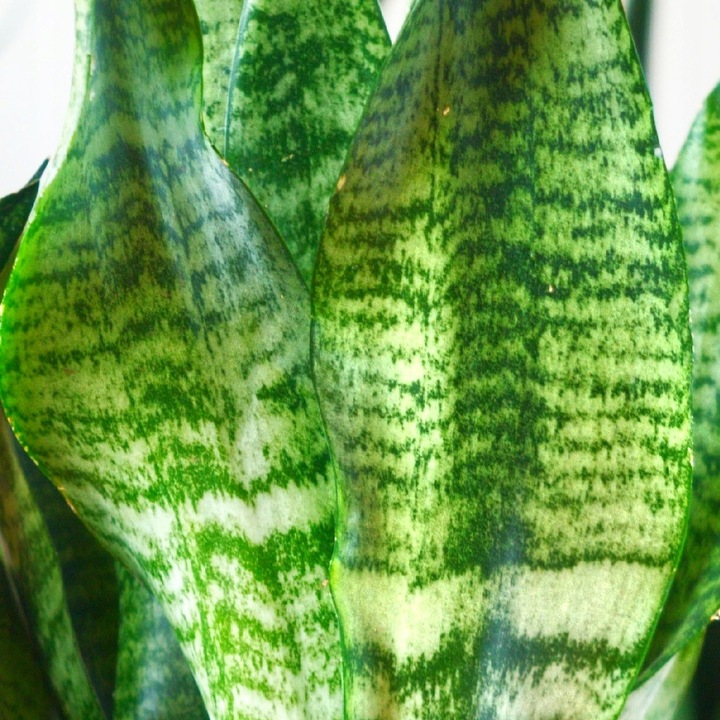 SANSEVIERIA 'ROBUST' pięknie ubarwione liście Sansewieria rozmiar S