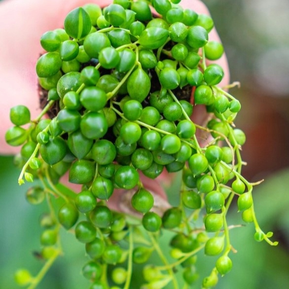 Senecio Rowleyanus - ZIELONY SZNUR KORALI - Niespotykany Starzec