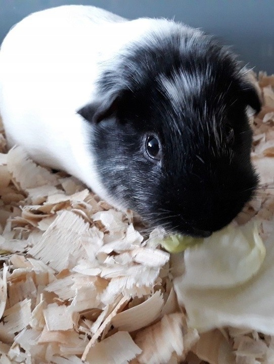 Bezpyłowe trociny ProBioBED ANTYBAKTERIA dla koni drobiu gryzoni 15kg 550l