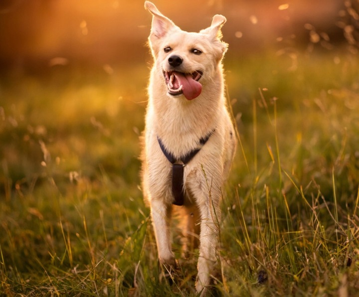 SZELKI GUARD DLA PSA REGULOWANE MOCNE BEZUCISKOWE WYGODNE PORZĄDNE roz. M