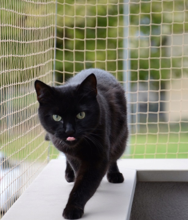 ZESTAW 8x3 GRUBA SIATKA DLA KOTA 1,5mm NA BALKON OKO 40mm BEZ WIERCENIA