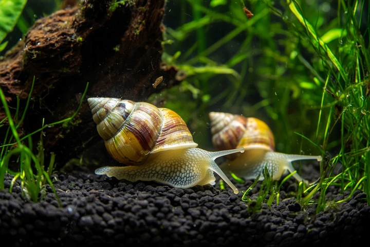 Podłoże Aktywne do Akwarium Siła Natury dla Twoich Roślin NATURE SOIL 3L