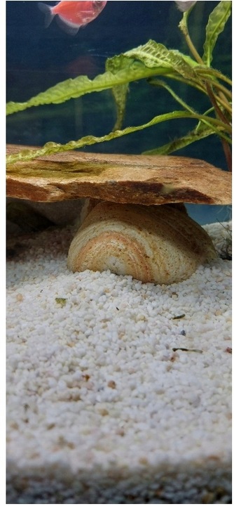 Otoczak Do Akwarium Kolorowy Kamień Zestaw 3kg