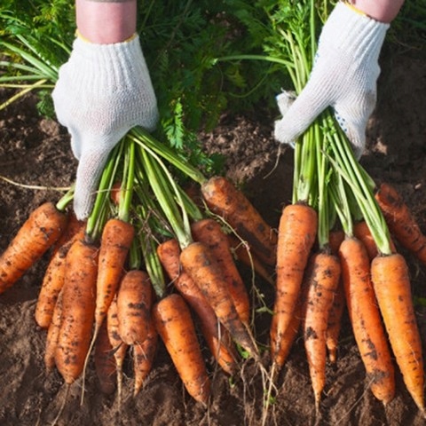 Nawóz Mączka Bazaltowa 25kg Do Róz Kwiatów Roślin Naturalny