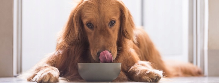 Dolina Noteci mokra karma dla psa Mix Smaków 30 x 150g Saszetki zestaw