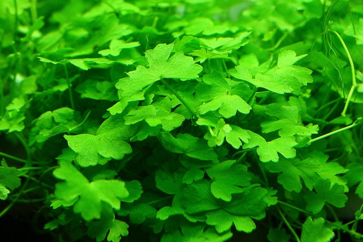 Rośliny Hydrocotyle Tripartita japan łatwy trawnik