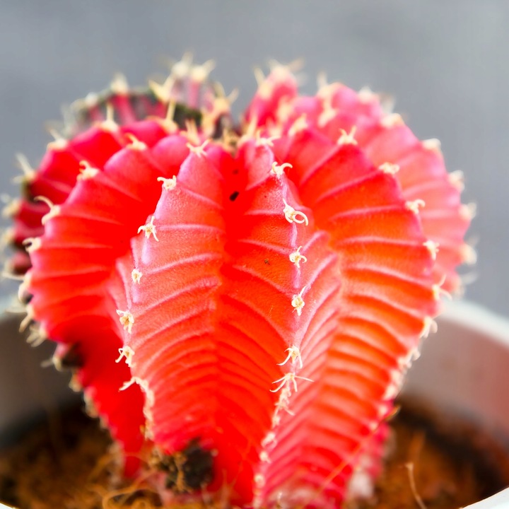 KOLOROWY KAKTUS Gymnocalycium mihanovichii Variegata NA KAŻDĄ OKAZJĘ