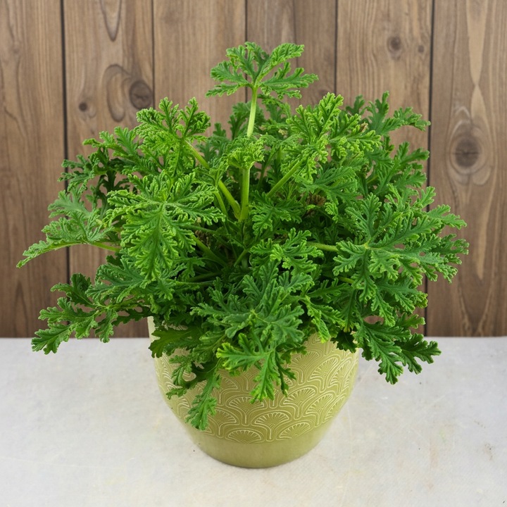 Geranium Anginka PELARGONIA Mosquito Fighter | Intensywny zapach D12cm