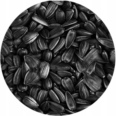 CZARNY SŁONECZNIK ZIARNO POKARM DLA PTAKÓW 5KG ZDROWY I POŻYWNY NA ZIMĘ