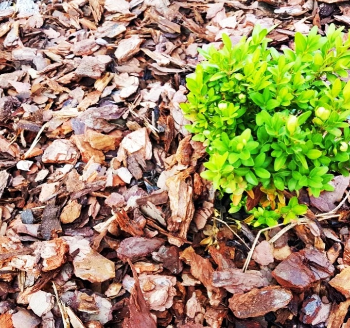 KORA SOSNOWA PRZESIEWANA SORTOWANA Dekoracja Pachnąca Lasem SUPER