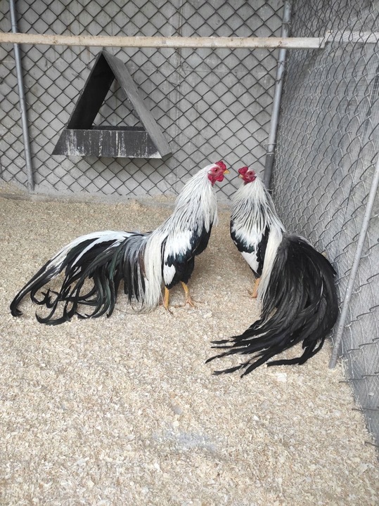 Bezpyłowe trociny ProBioBED ANTYBAKTERIA dla koni drobiu gryzoni 15kg 550l