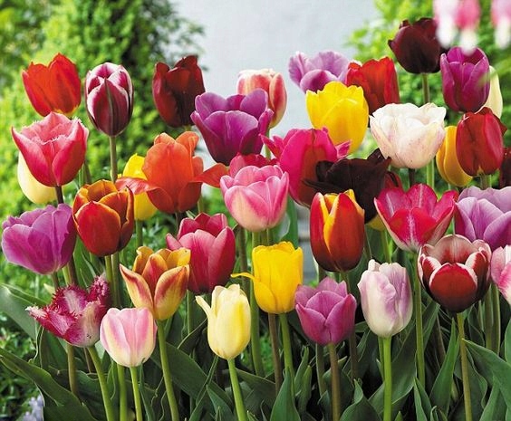 TULIPAN MIX MIESZANKA KOLORÓW cebulki 100 szt. + PREZENT