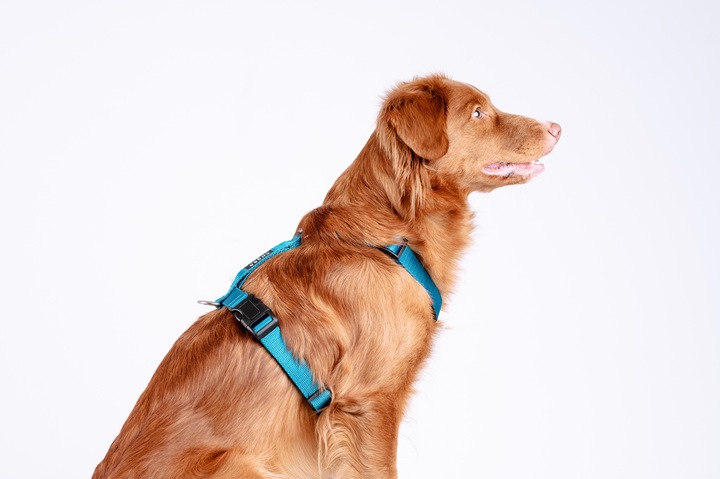 Lekkie Szelki dla Dużego Psa GUARD Bezuciskowe Regulowane Solidne Mocne r.L