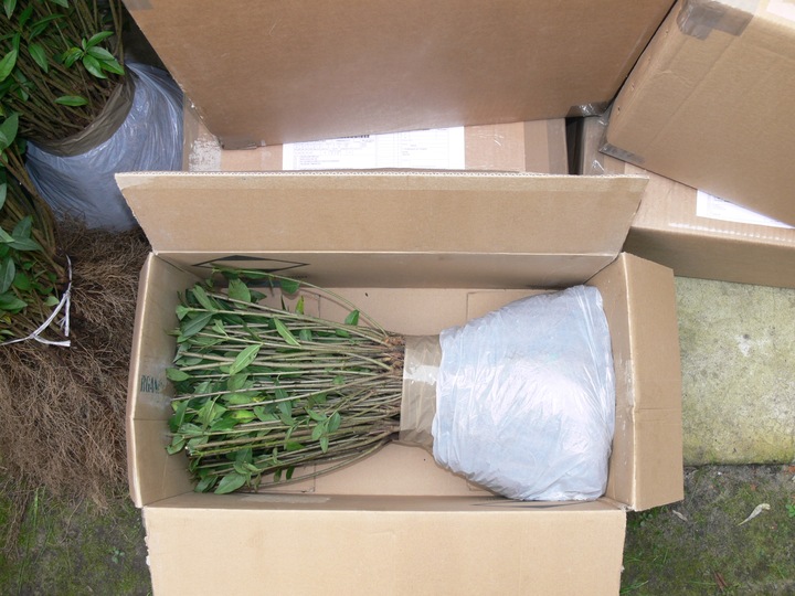 Ligustr pospolity - Liguster - Żywopłot -- 20-50cm --- 100szt.