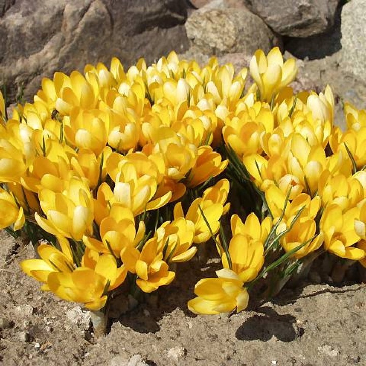 KROKUS cebulki WIOSENNY ŻÓŁTY ROMANCE do donic i gruntu 100 szt. +