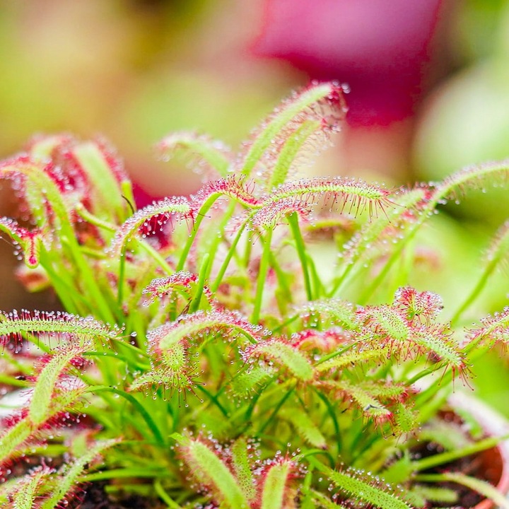 Drosera Capensis CZERWONA ROSICZKA Przylądkowa TROPIKALNA Owadożerna -