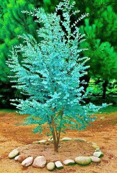 Eukaliptus Wieloletnie Niebieskie Drzewo Duże Ładne Sadzonki w