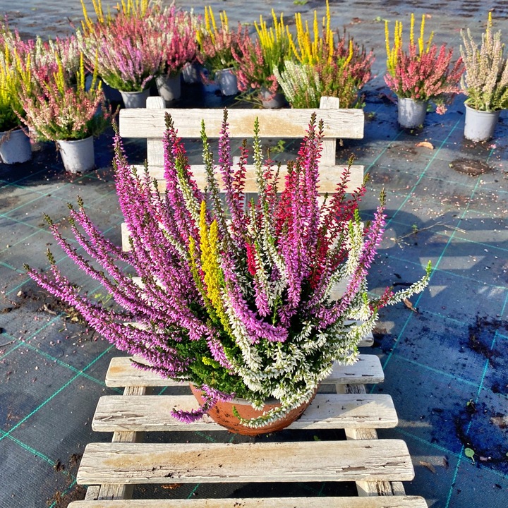 Wrzos Misa Jesienna Kompozycja Czterokolorowa Ładne Kolorowe Donice