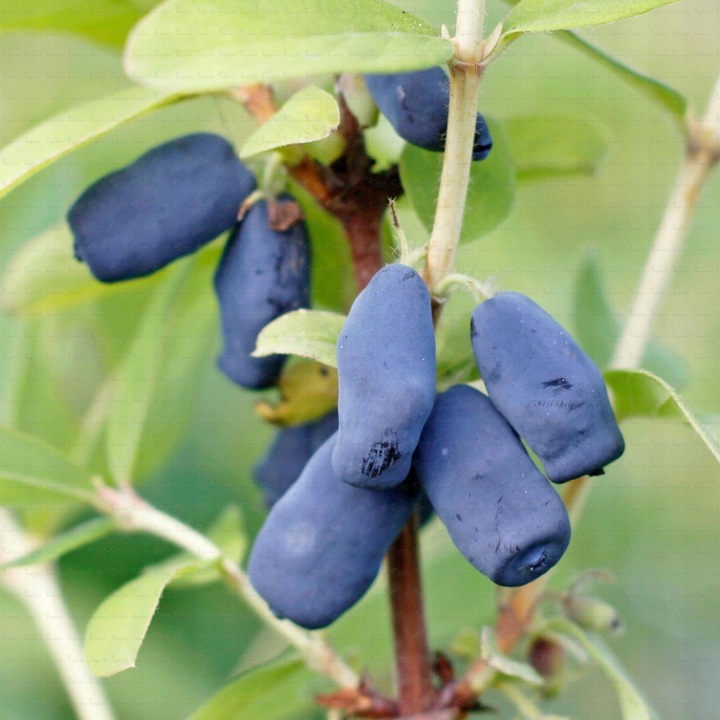 JAGODA KAMCZACKA SUPER zestaw ATUT+JOLANTA słodkie smaczne OWOCE w