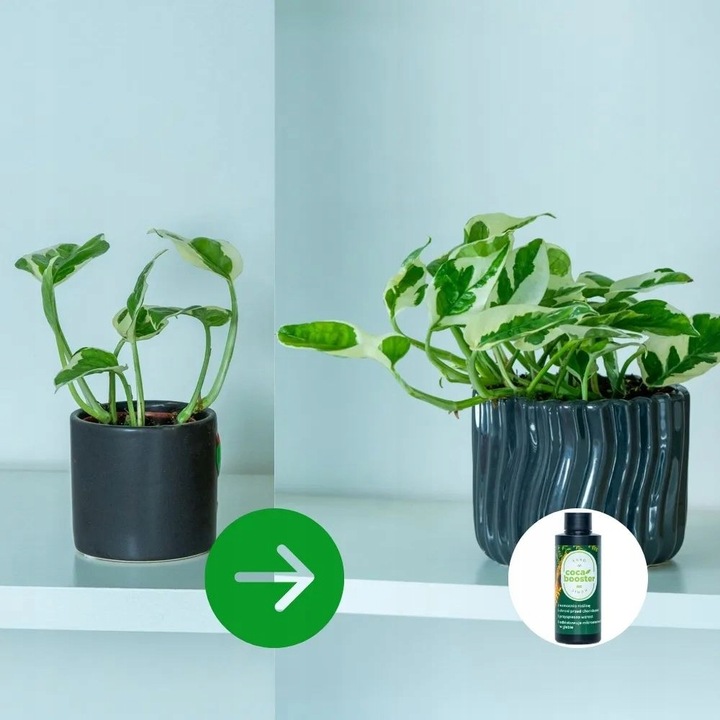 CocaBooster - STYMULATOR WZROSTU - Nawóz Odżywka Specjalistyczny