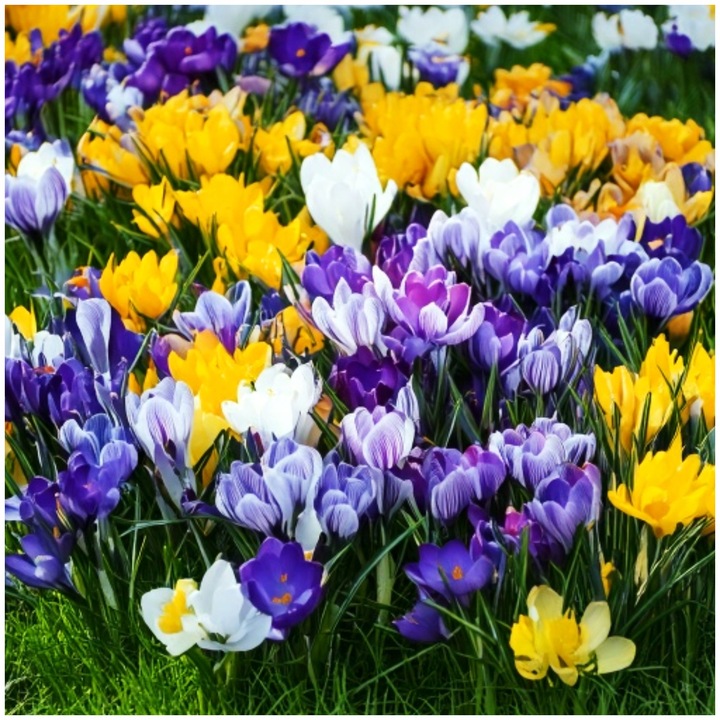 KROKUS MIX KOLORÓW cebulki 200 szt. + GRATIS