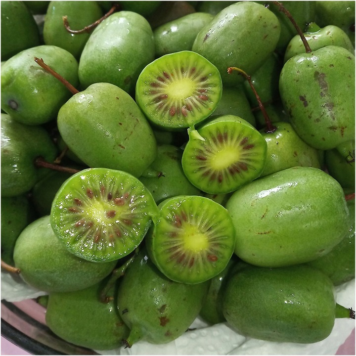Actinidia ISSAI mini KIWI SAMOPYLNA doniczka WIT C sadzonka DONICZKA