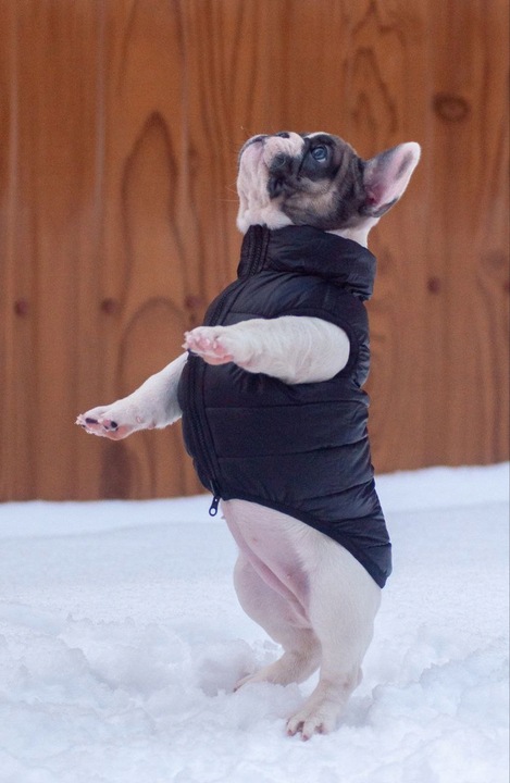 Dwustronna kurtka dla psa zielona-czarna, r. S40