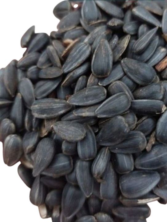 Słonecznik czarny karma dla papug i ptaków dzikich karmnik 10kg GRATIS 5KUL