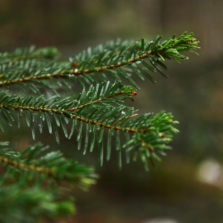 BIOPALIWO DO BIOKOMINKA AROMAT LEŚNY ATEST PZH 5L bez dymu i sadzy