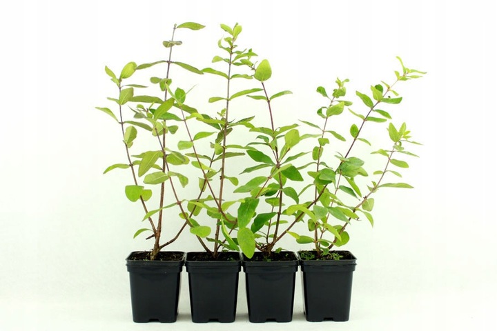 Szkółka Jagoda Kamczacka ZESTAW KANADYJSKICH odmian