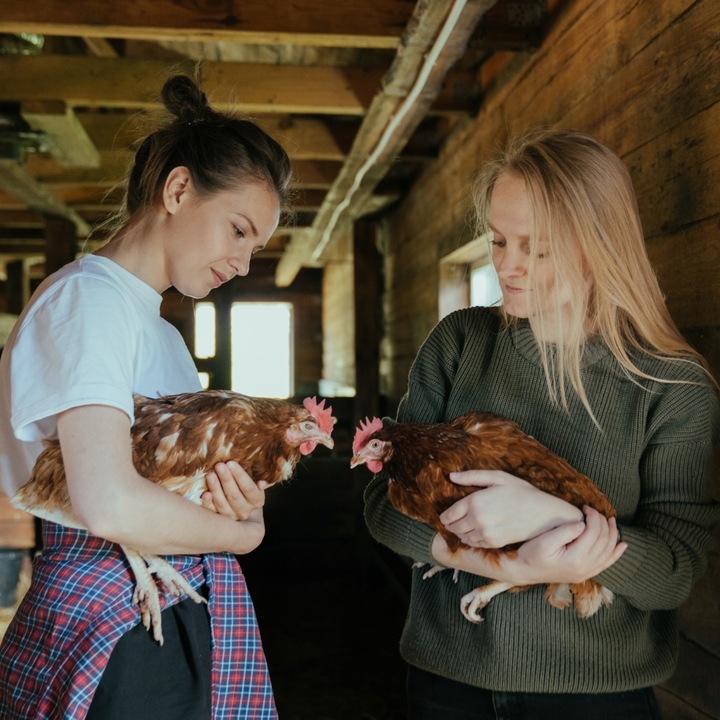 Ziemia Okrzemkowa Diatomit Pan Kurnik Utrzymuje Czystość w KURNIKU